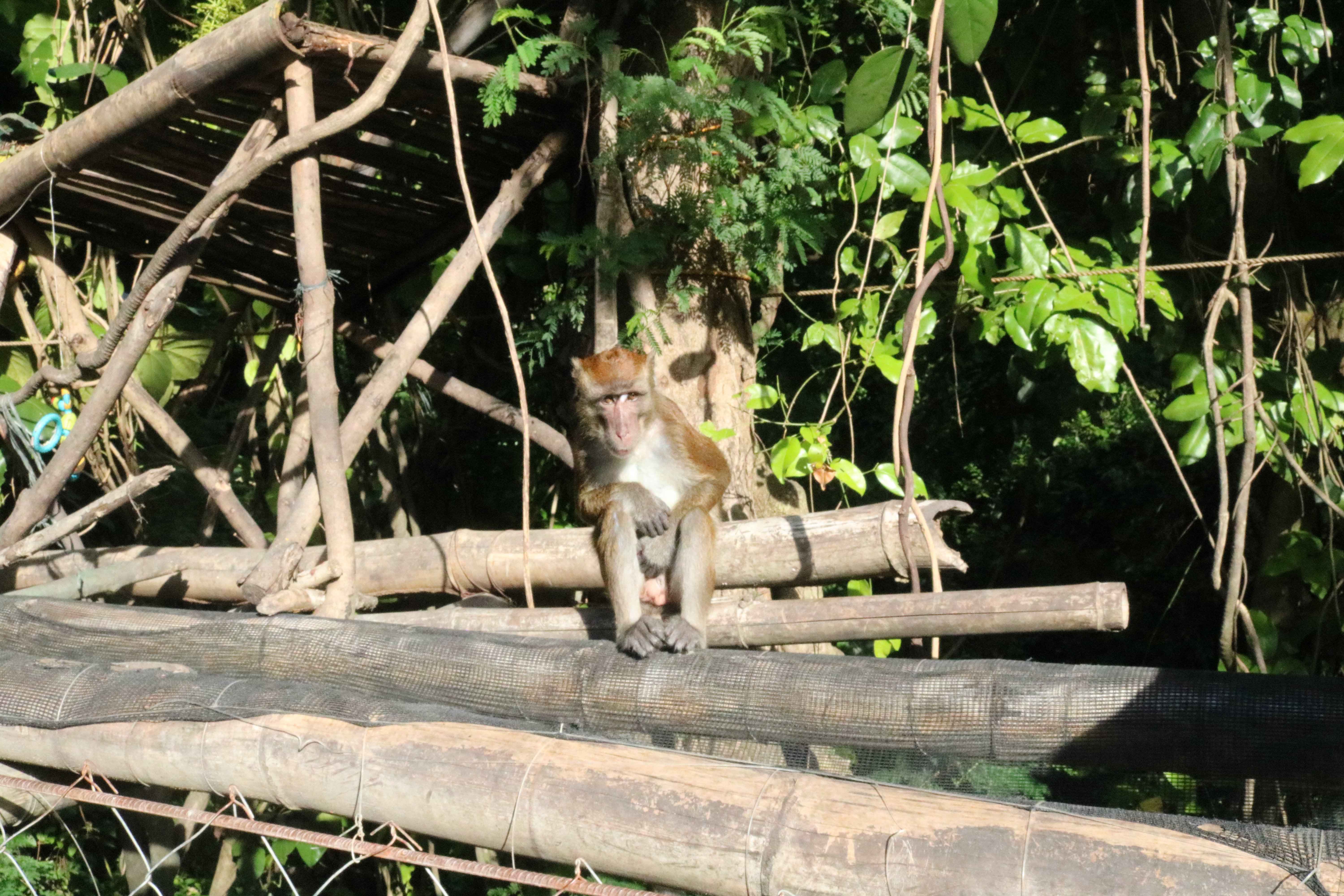 Monkey Viewing