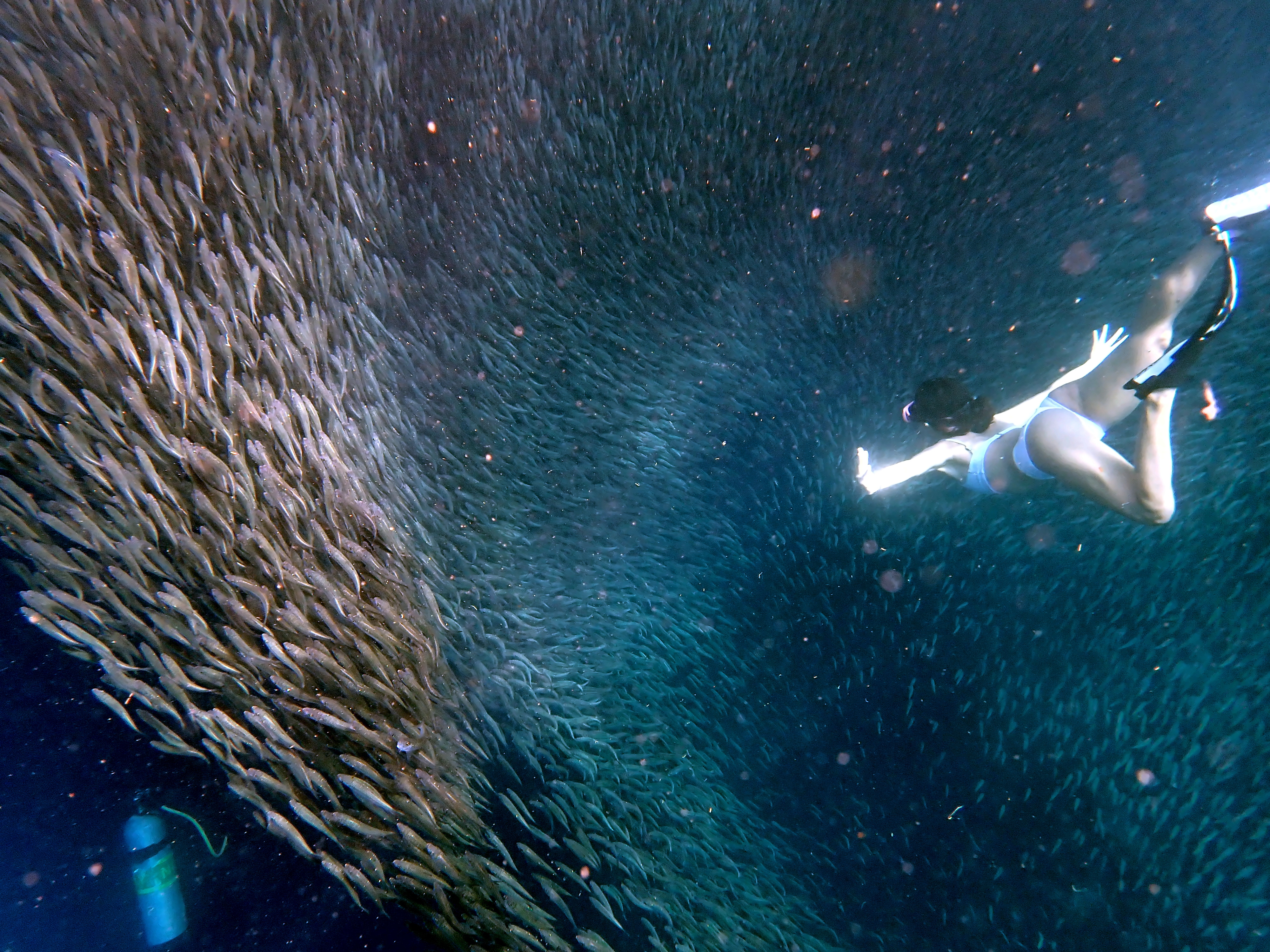 Sardines Run