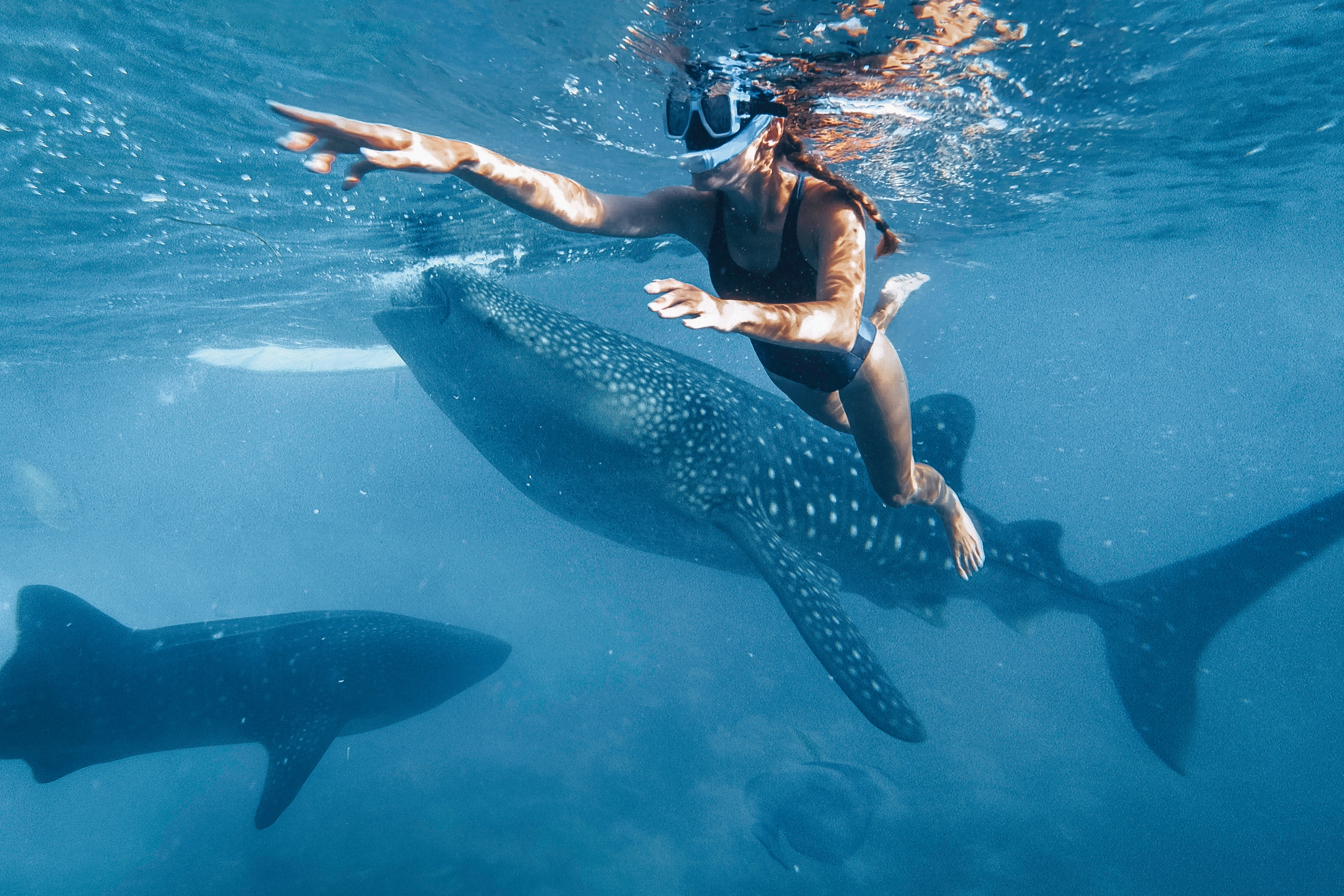 Whale Shark Watching